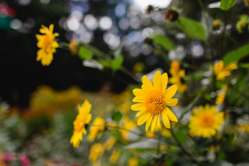 Fotograf Junggesellinnenabschied (JGA) Planten un Blomen